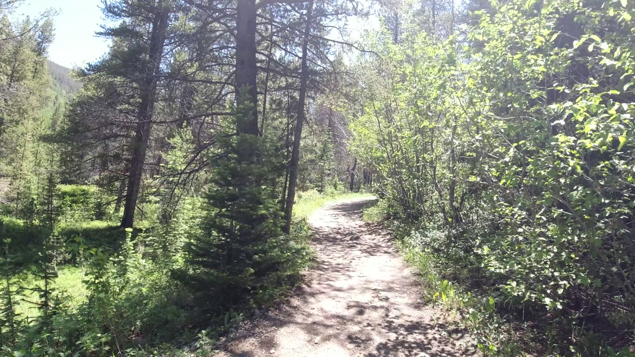 The trail sits slightly left of center through Winter Park woods, bordered by leafy brush, dark pine trunks, and patches of sunlit ground with no visible people.