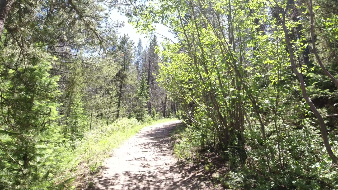 A sunlit dirt path curves through green trees and undergrowth in Winter Park, Colorado, with no visible people at the start of the clip.