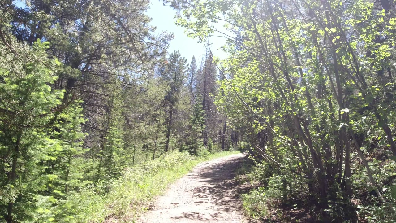 The path continues ahead through leafy green branches and taller conifers in Winter Park, Colorado, with no visible people in frame.