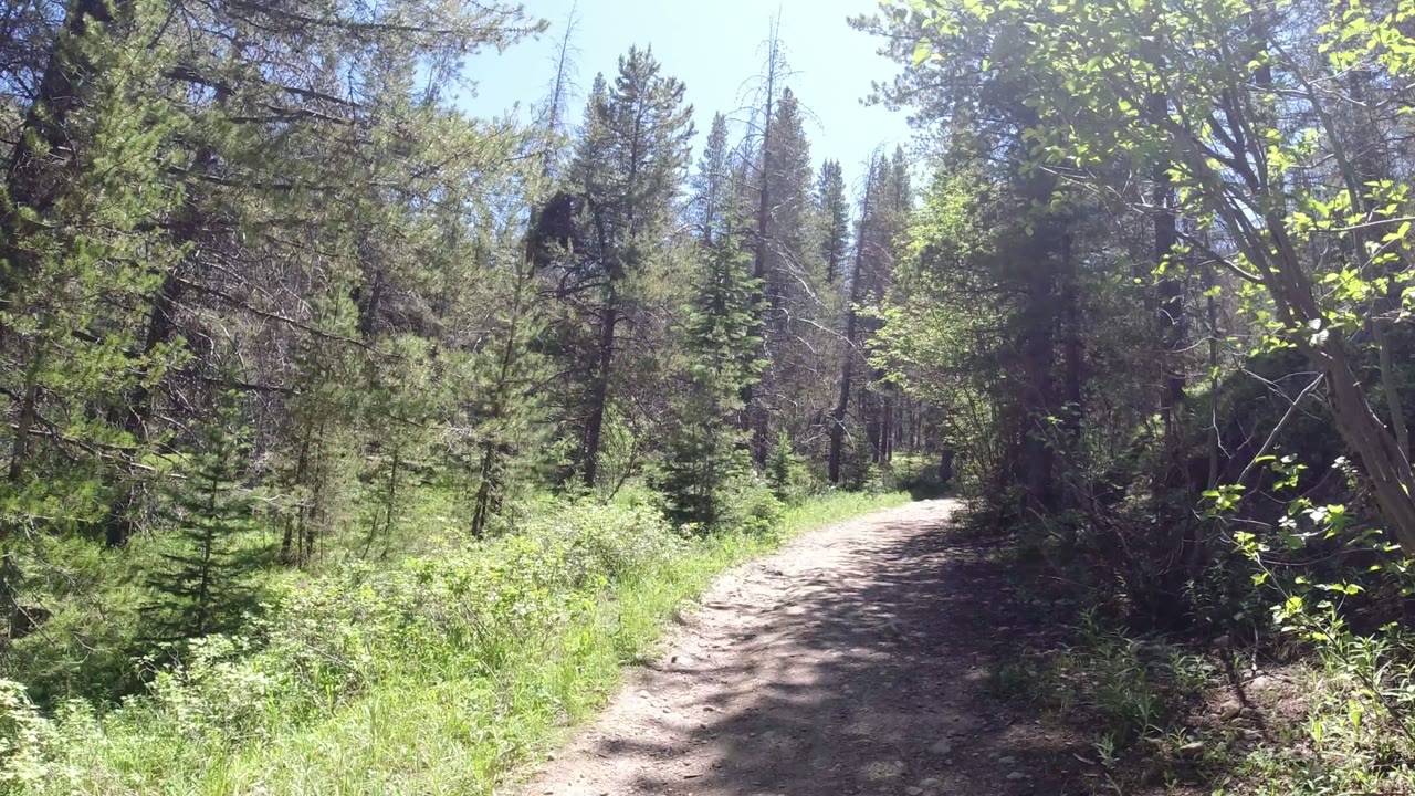 Sunlit dirt trail curving through green forest