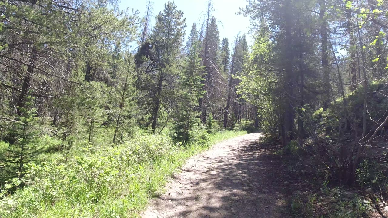 The path continues through Winter Park forest, with bright leafy branches near the top of frame, darker tree cover to the right, and no visible people.