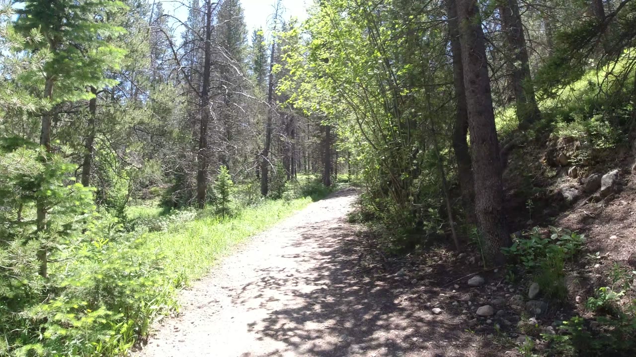 Sunlit dirt path through dense forest and green brush.