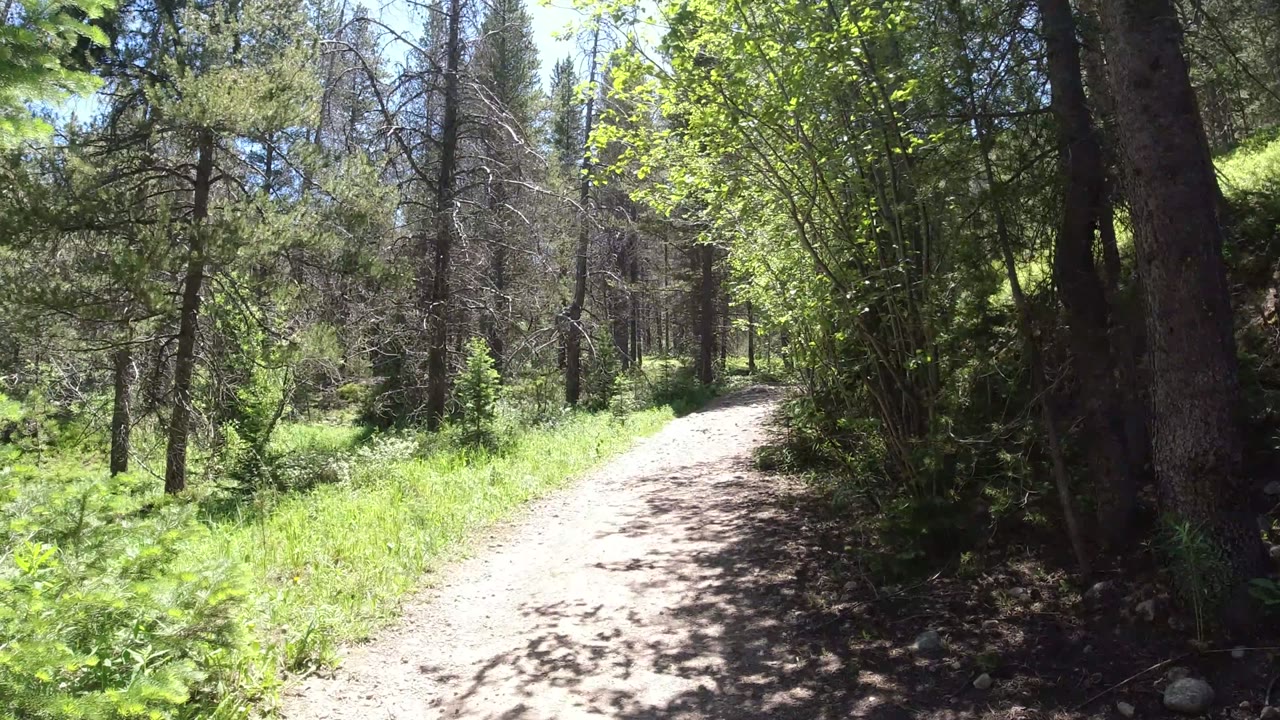 The dirt path curves ahead through Winter Park, Colorado woodland, with leafy shrubs on both sides and no visible people.