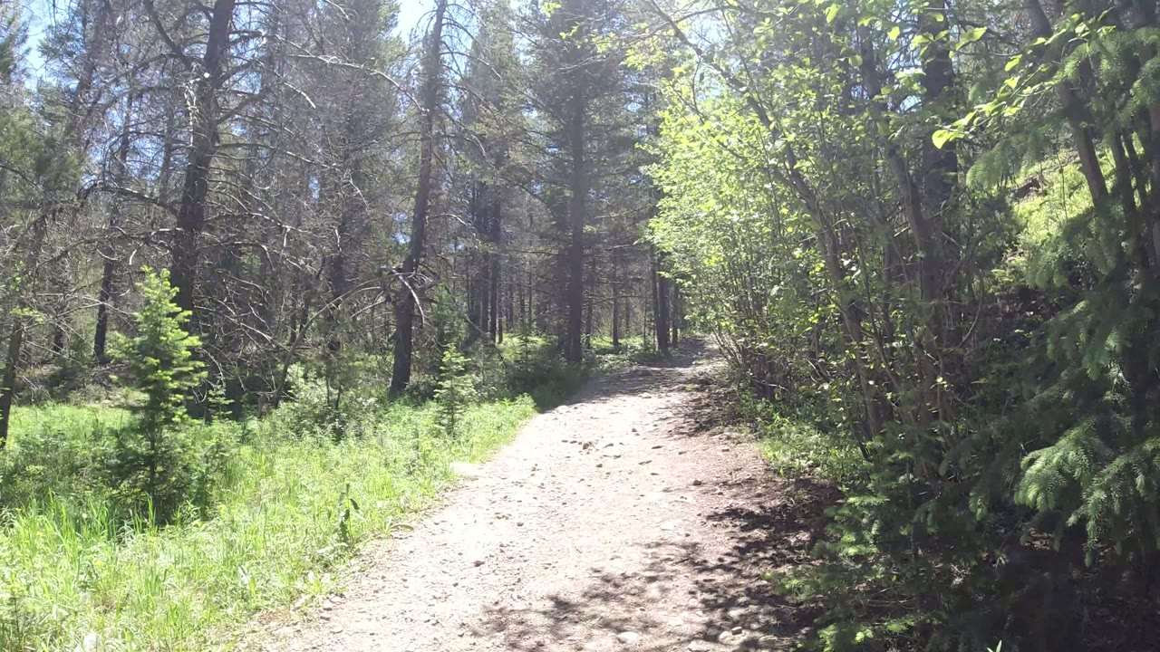 A sunlit gravel and stone path in Winter Park, Colorado runs between bright green plants and tall trees, with no visible people.