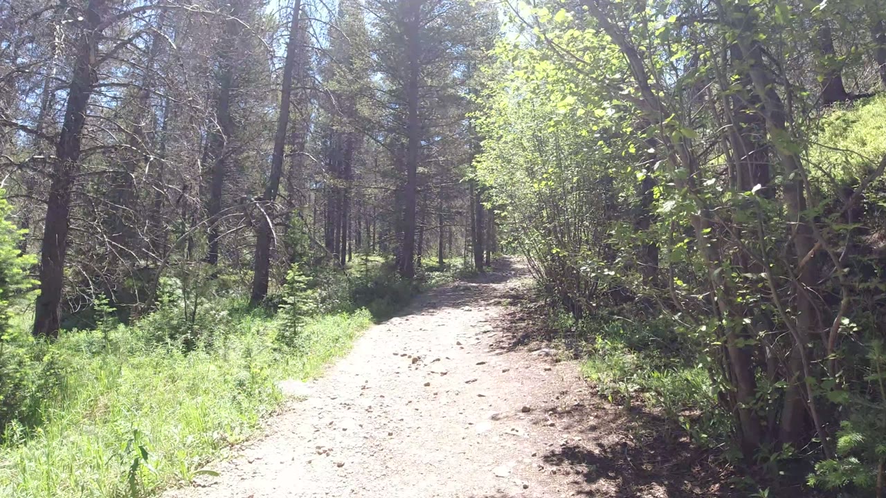 The Winter Park trail continues through mixed shrubs and conifers, with the pale path centered and no visible people.