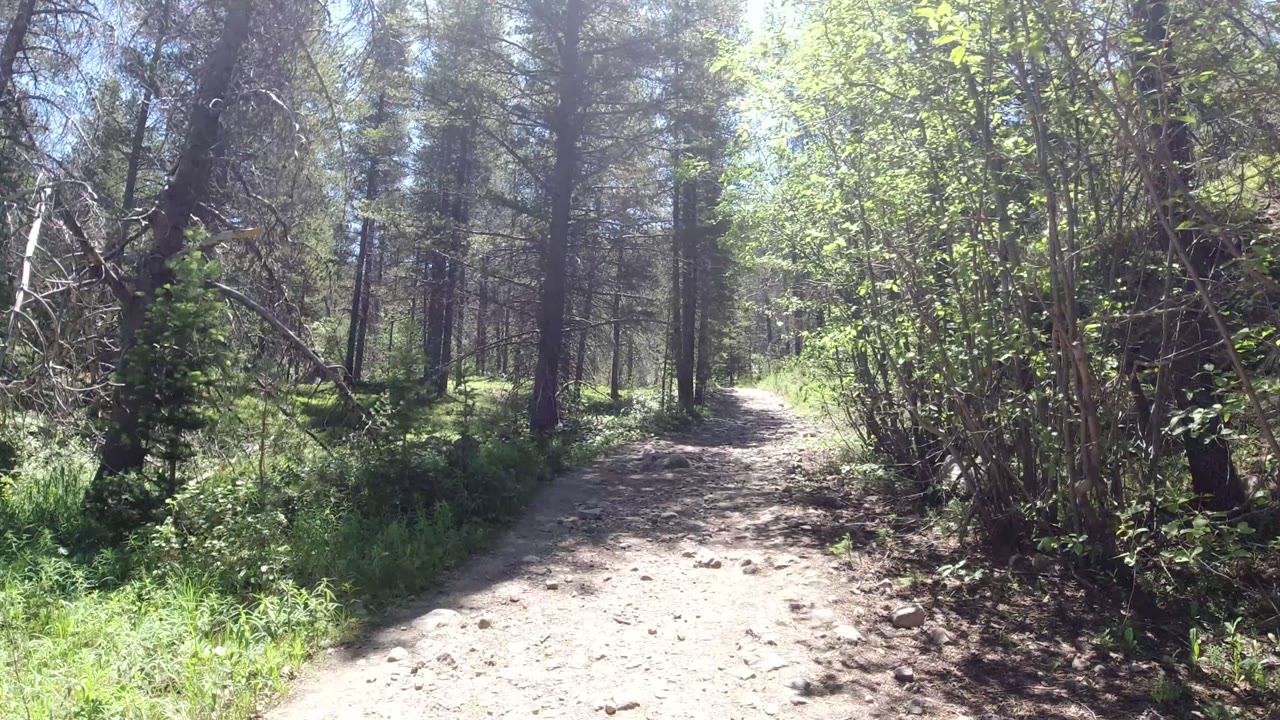 Sunlit dirt trail in Winter Park, Colorado, with tall trees, green understory, and no visible people at the start of the clip.