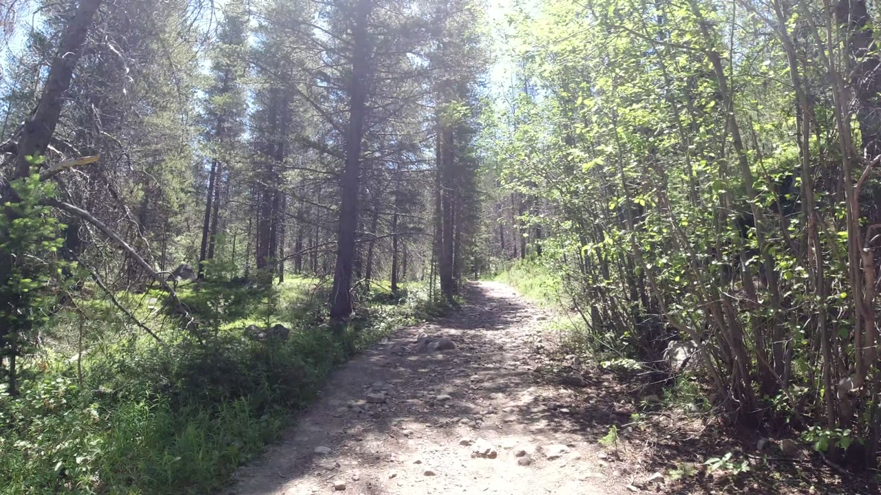Curving dirt path in Winter Park, Colorado, bordered by leafy shrubs on the right and tall trees ahead, with no visible people.