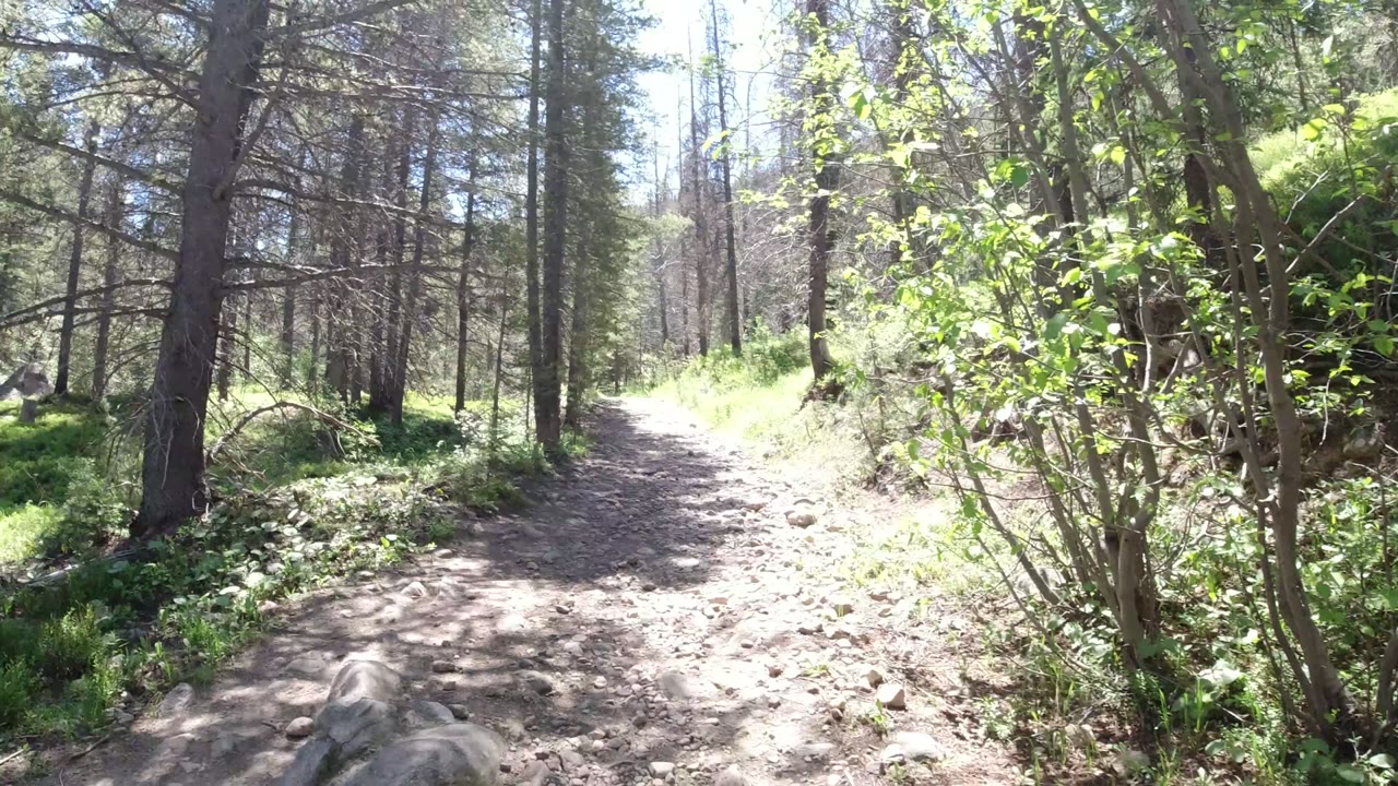 A rocky dirt trail in Winter Park, Colorado runs between tall trees and green brush under bright sun, with no visible people.