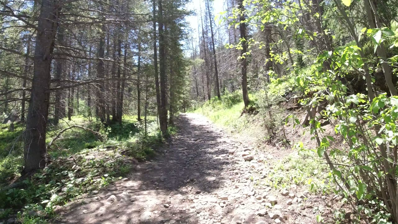 The Winter Park, Colorado trail continues through conifers with leafy branches close to the camera and a bright path ahead, with no visible people.