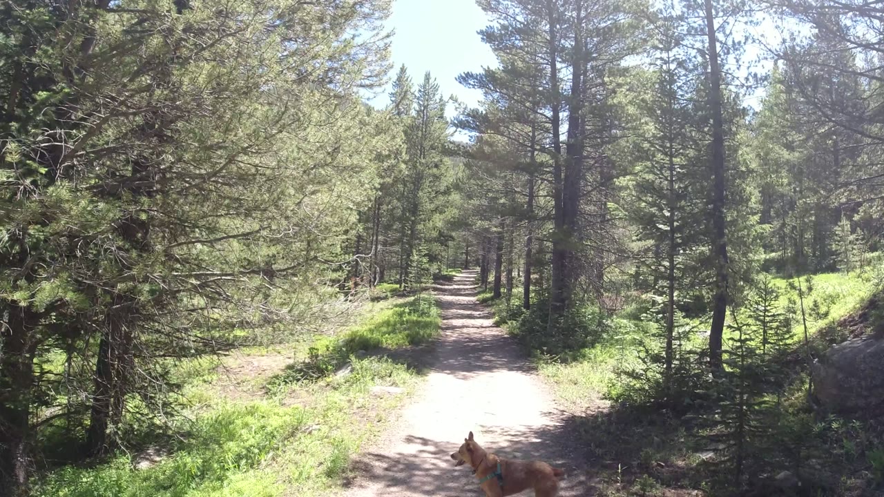 A first frame of a Winter Park, Colorado dirt trail through evergreen woods, with bright sun on the path, green brush on both sides, a tan dog partly visible at the bottom, and no visible people.
