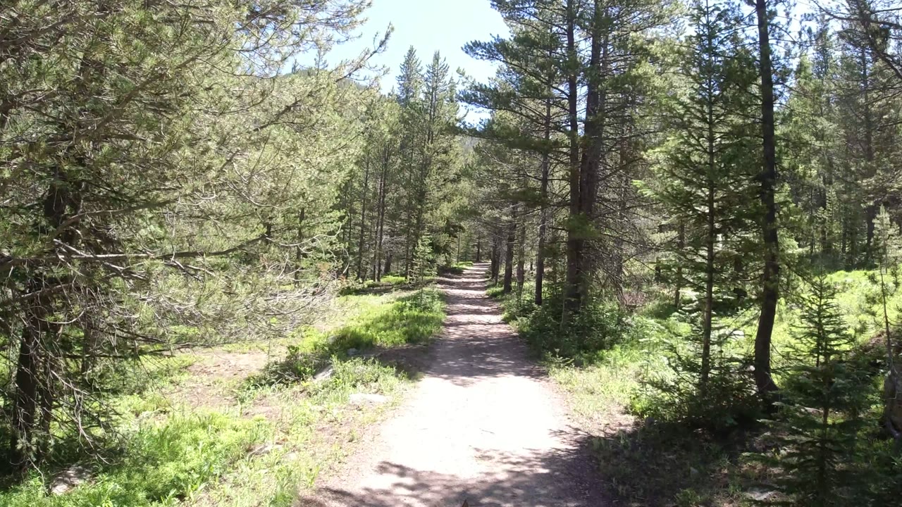 A Winter Park, Colorado trail view shows the pale dirt path receding between tall evergreen trunks, with dense green foliage and no visible people.