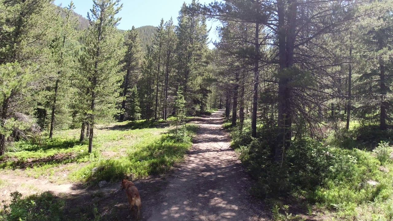 Sunlit forest trail with a small deer near the lower left.