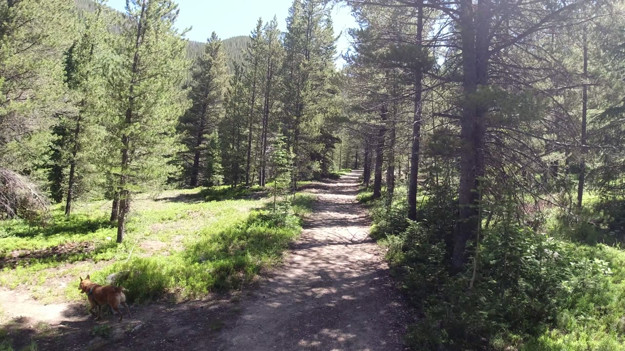 The Winter Park forest trail continues into the trees, with the deer still visible near the left side of the open ground and no visible people.