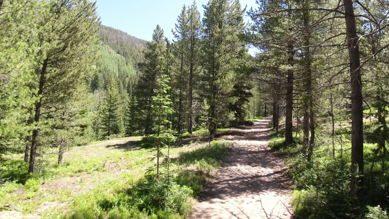 Sunlit dirt trail through pine trees and green forest floor.