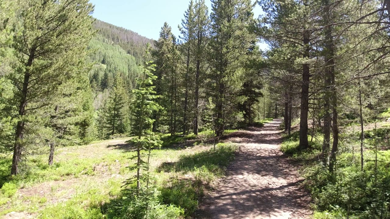 Winter Park, Colorado trail view with a pale dirt path centered between pine trunks, shaded understory, green hillside beyond, and no visible people.