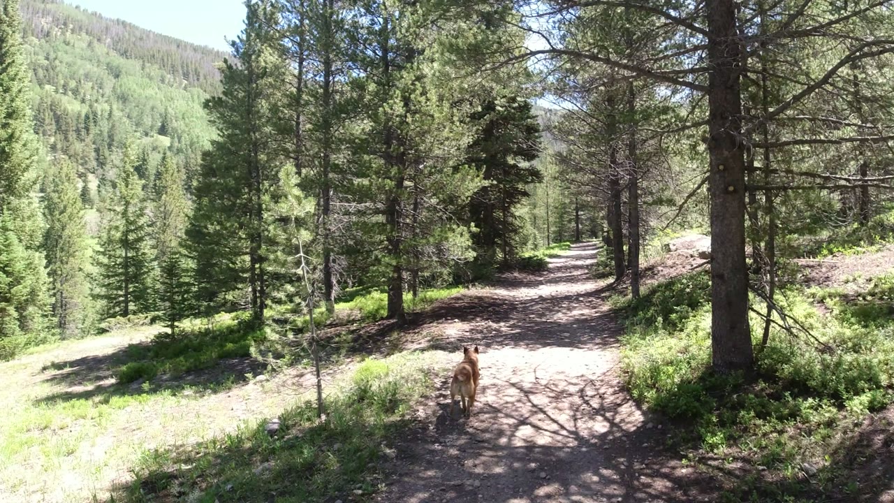 A tan dog stands on a dirt path in a Winter Park, Colorado evergreen forest, with bright sun on the trail and no visible people.