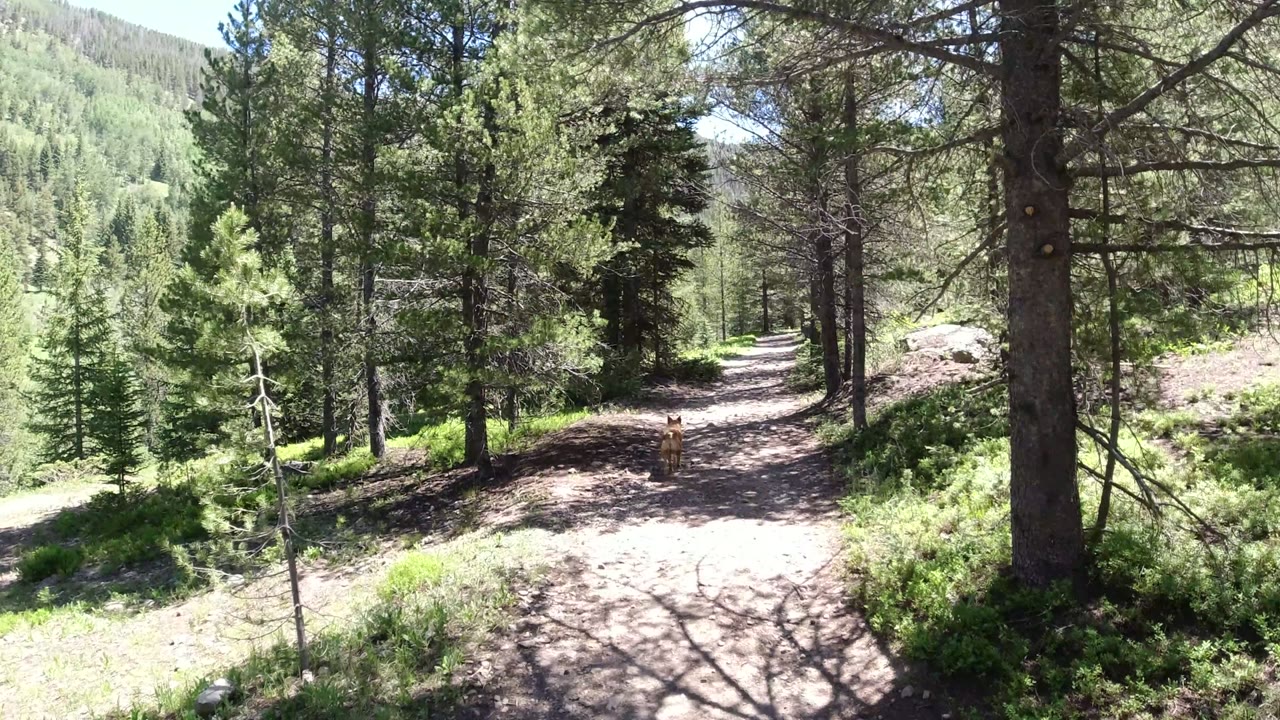 The dog appears smaller on the center trail in Winter Park, Colorado, framed by pine trunks, brush, rocks, and no visible people.