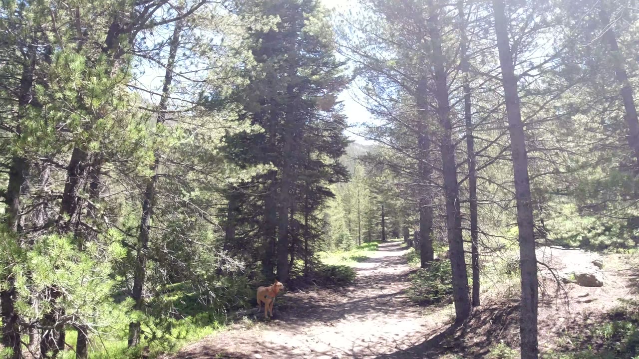 Winter Park, Colorado forest trail with tall conifer trunks, bright sun patches, green undergrowth, and a tan dog standing near the left side of the path, no visible people.