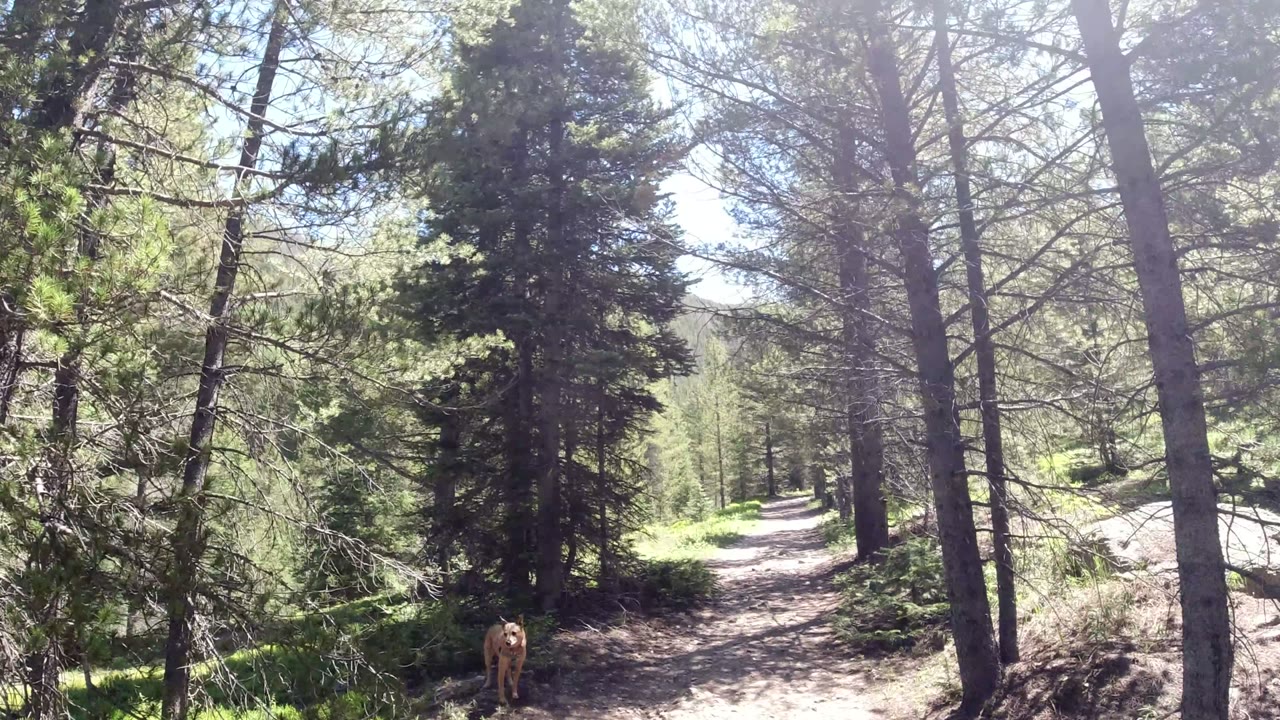 Winter Park, Colorado trail framed by close tree trunks, bright overexposed sky gaps, green shrubs, and a tan dog near the shaded center-left edge, no visible people.