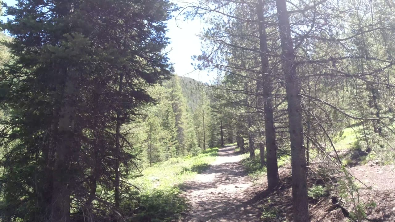 Sunlit dirt trail through dense conifer forest