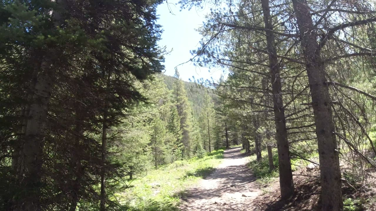 The trail remains framed by dark tree trunks and bright green plants in Winter Park, Colorado, with wooded hills beyond and no visible people.