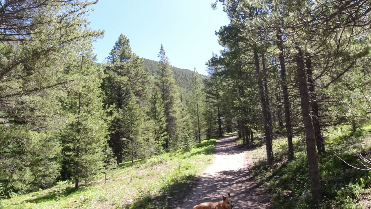 A Winter Park, Colorado dirt trail passes through tall evergreen trees under bright sun, with a small brown dog partly cut off at the lower edge and no visible people.