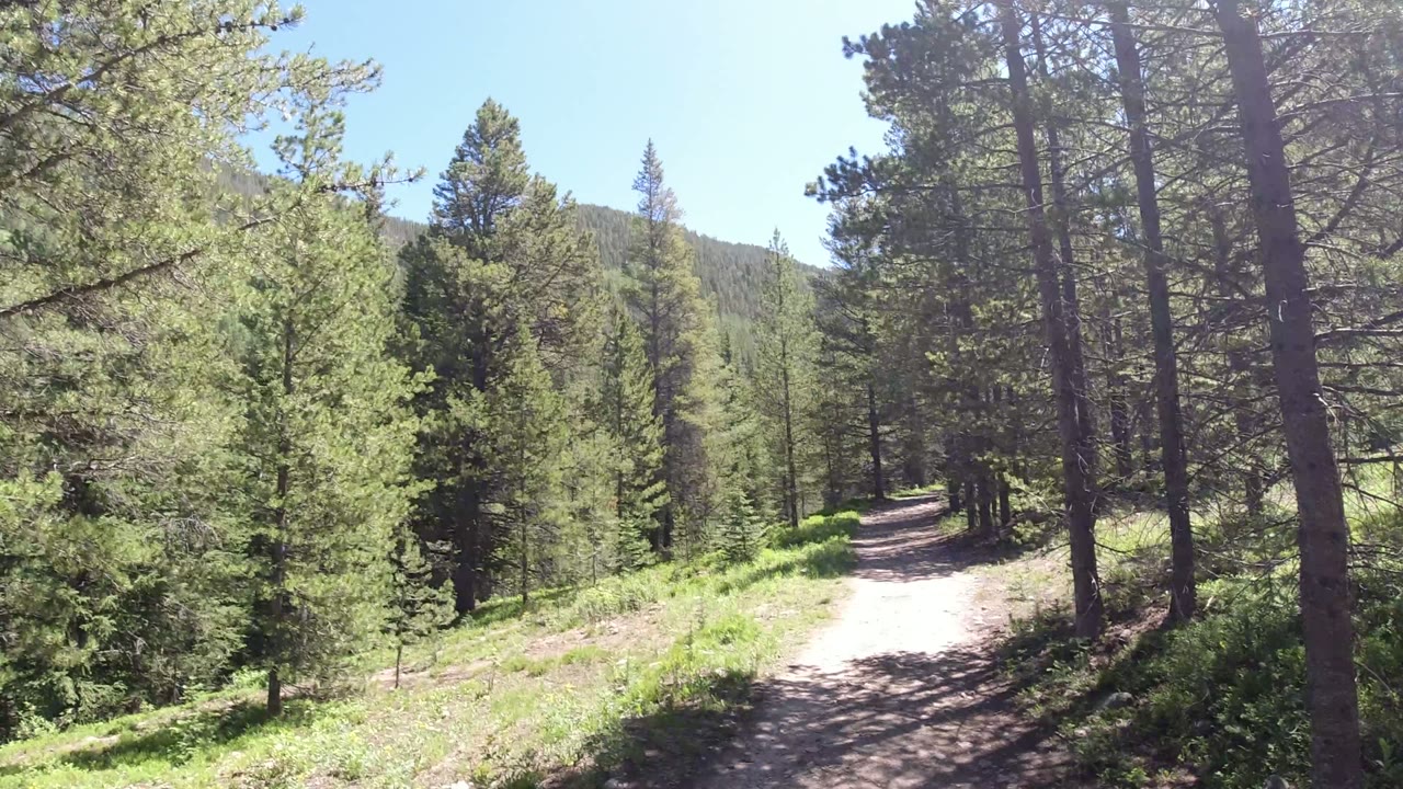 A sunlit dirt path in Winter Park, Colorado curves through dense evergreen forest, with shrubs beside the trail and no visible people.