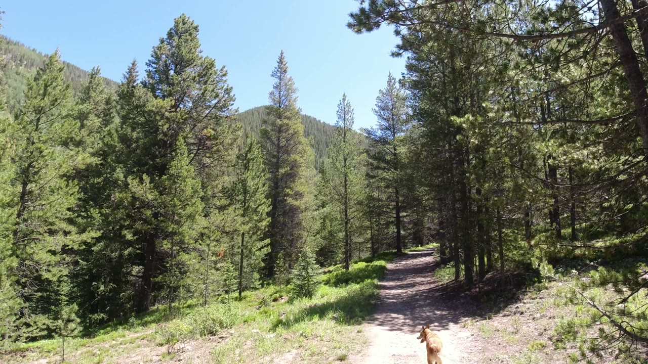 Sunlit forest trail with a small tan dog near the lower edge.