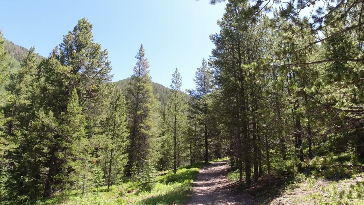 A sunlit dirt path curves through dense evergreen trees in Winter Park, Colorado, with shrubs along the trail edge and no visible people.