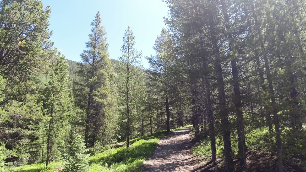 Dirt trail through sunlit conifer forest on a slope.
