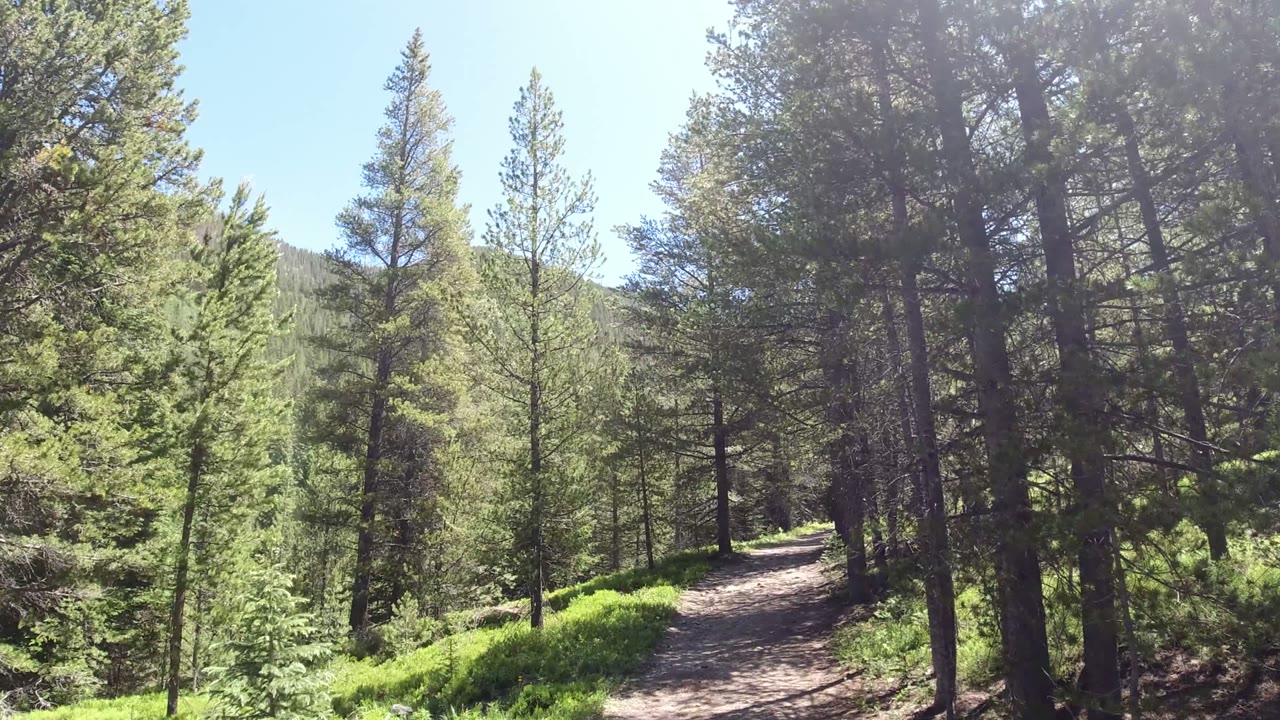 The trail curves between tall conifer trunks in Winter Park, Colorado, with strong sunlight on the greenery and no visible people.