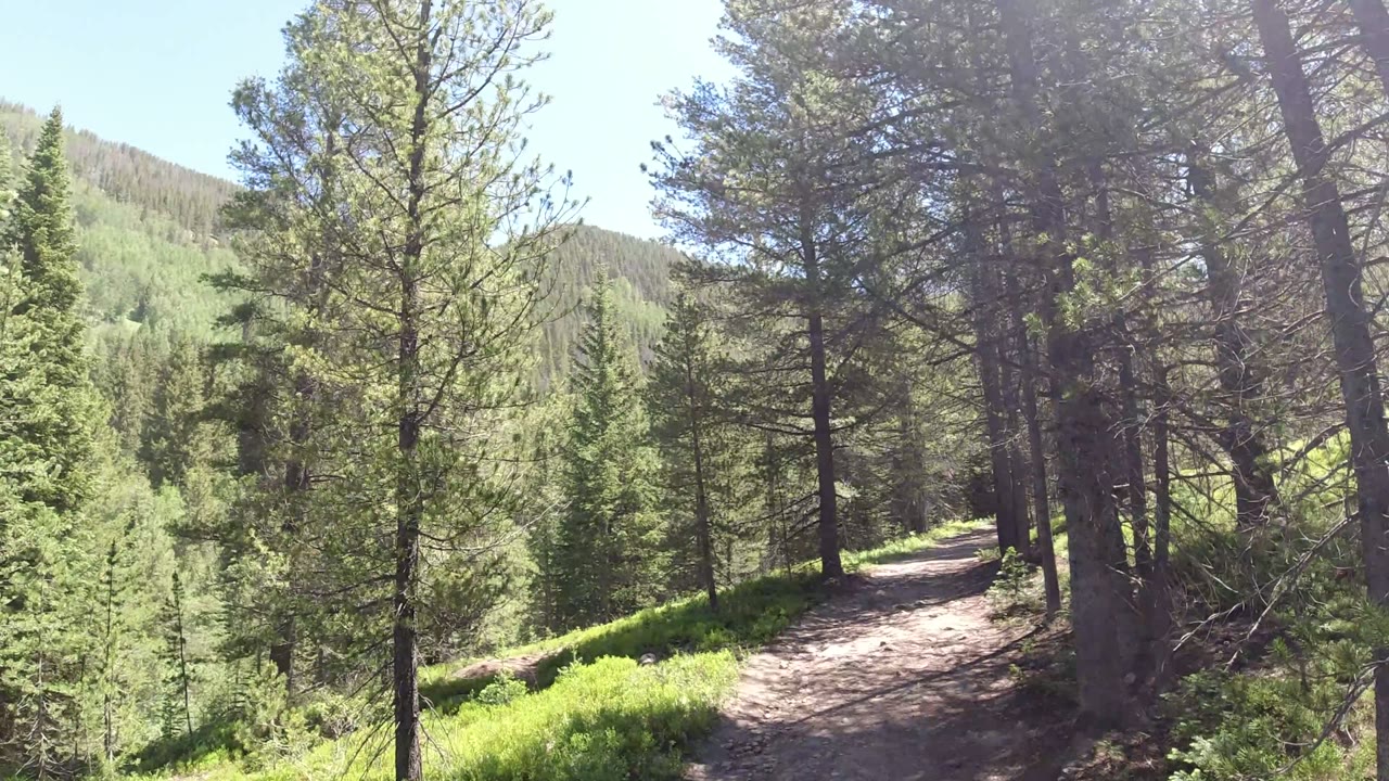 Sunlit dirt trail through pine trees on a green hillside.