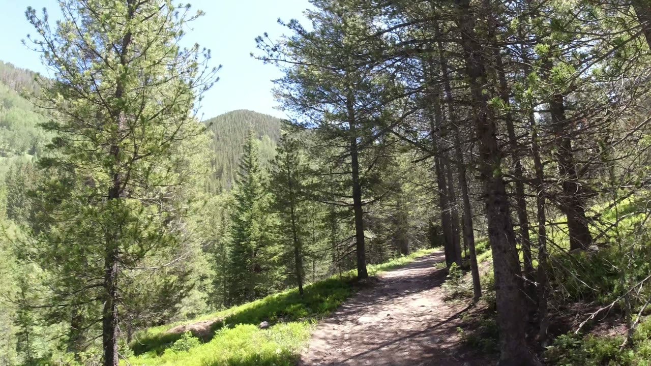 The Winter Park, Colorado trail sits between foreground pine trunks and a sunlit green slope, with layered evergreen hills in the background and no visible people.