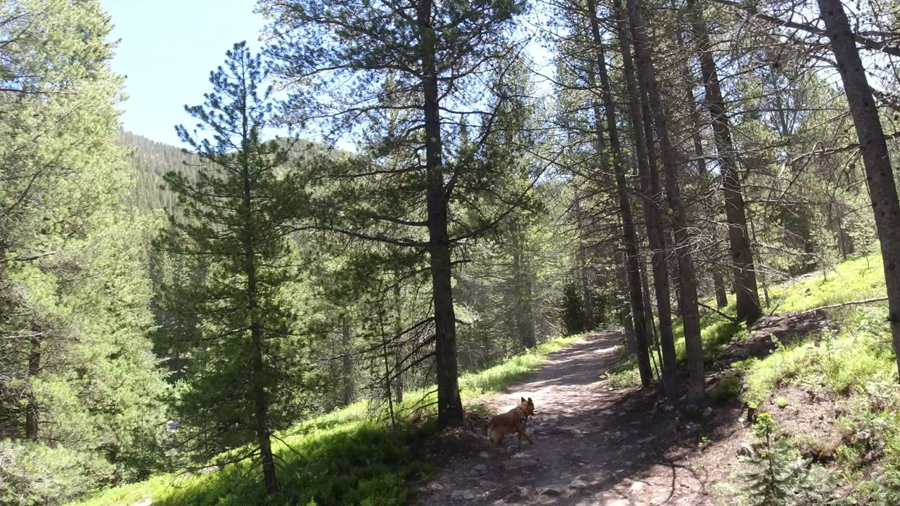 Tan dog on a dirt forest path among pine trees