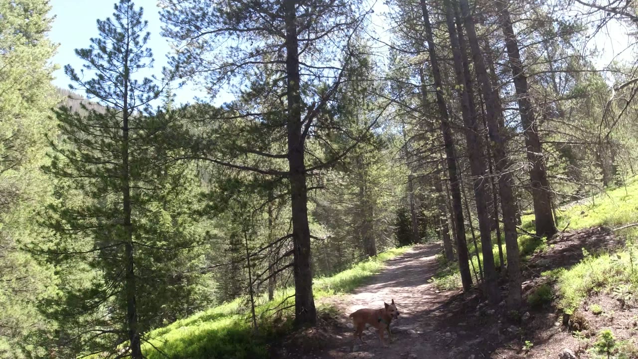 The tan dog walks along the lower center of the Winter Park, Colorado trail while tall pine trunks frame the path and sun highlights the green bank, with no visible people.