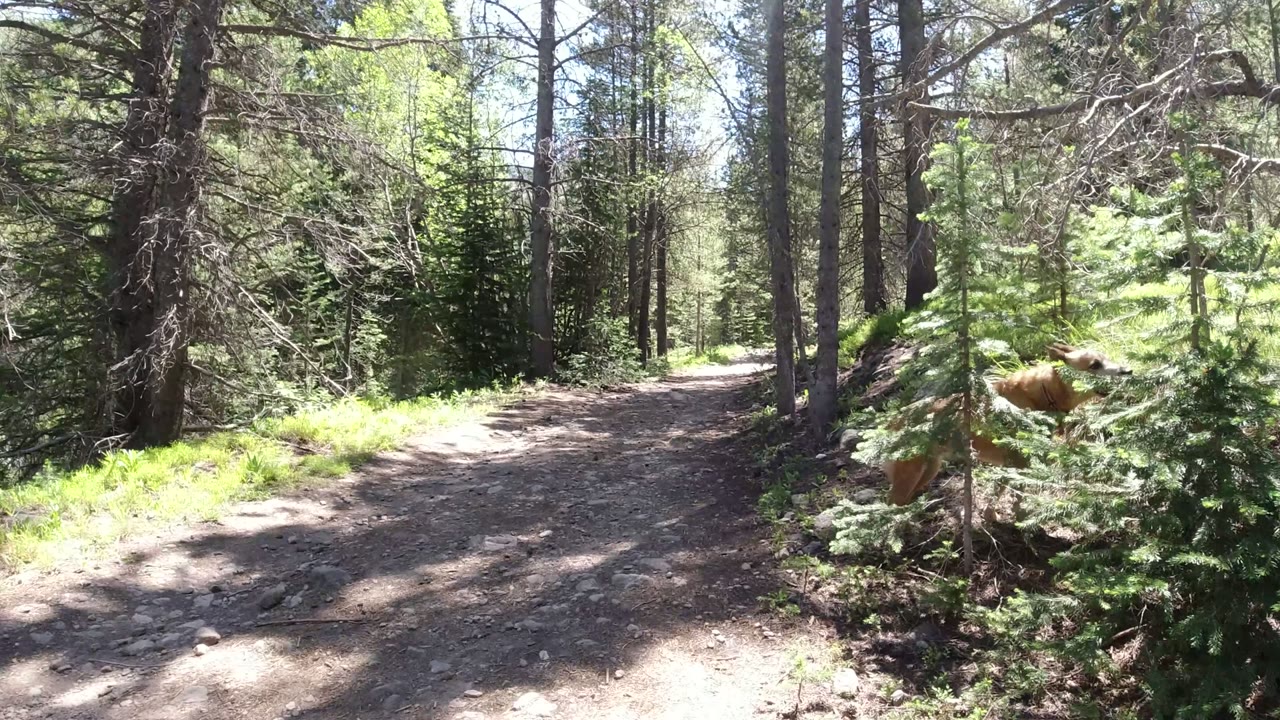A rocky dirt path runs through conifer forest in Winter Park, Colorado, with a brown dog partly hidden behind a small evergreen and no visible people.