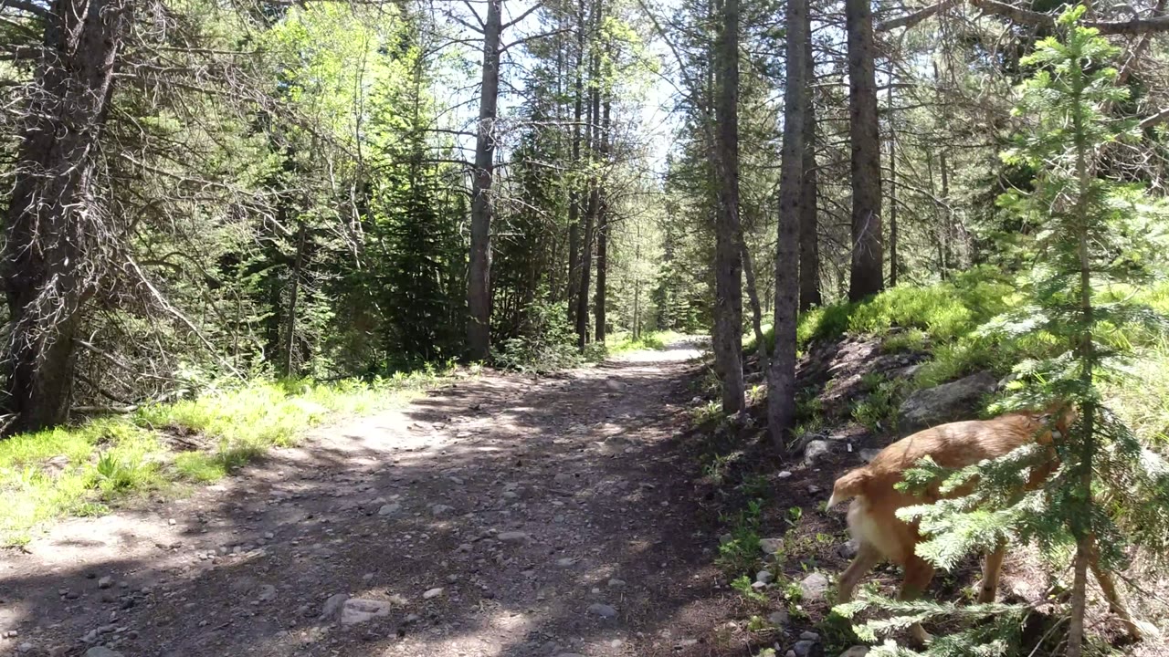 The Winter Park forest path curves through tall trees while a brown dog moves near the right-side trunks, with no visible people in frame.