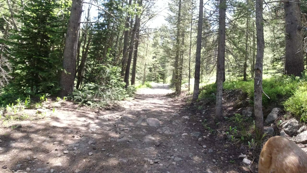 Sunlit forest trail with tall trees, rocks, green plants, and a partial brown dog at the bottom edge.