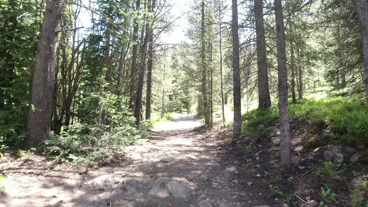 Winter Park, Colorado dirt trail running through tall conifers, with rocks in the path, shaded trunks, bright sunlit ground ahead, green plants along the edges, and no visible people.