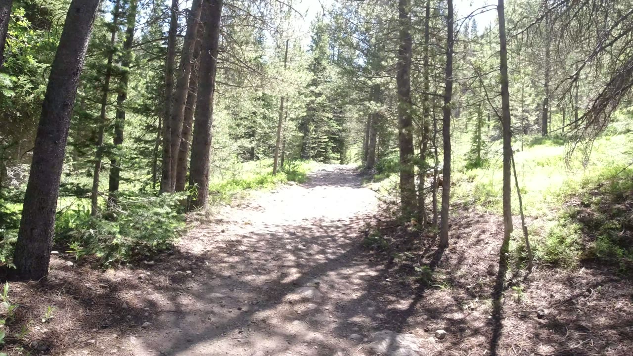 A dirt trail curves through tall trees in Winter Park, Colorado, with bright sunlight on the path, deep trunk shadows, green undergrowth, and no visible people.