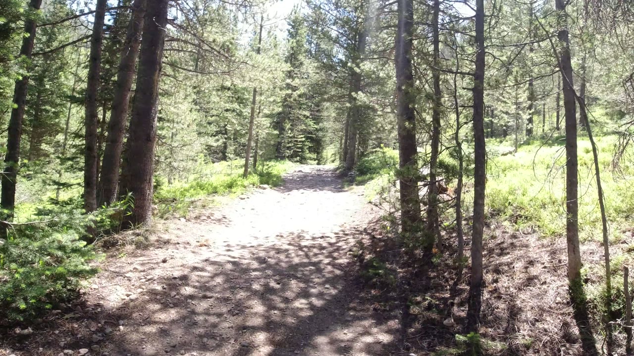 The Winter Park, Colorado trail remains centered between tall trunks, with a bright patch of path ahead, green shrubs along the edges, and no visible people.