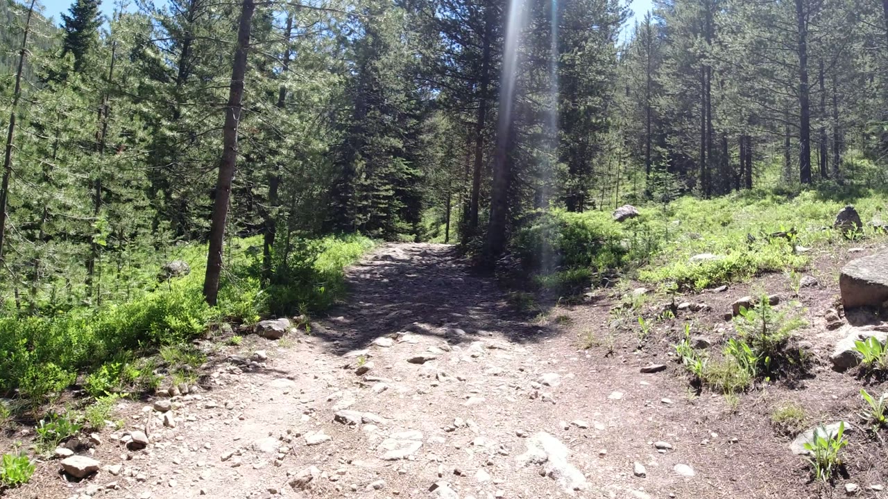 Rocky dirt trail in a sunlit evergreen forest in Winter Park, Colorado, with green undergrowth, scattered stones, vertical lens flare, and no visible people.