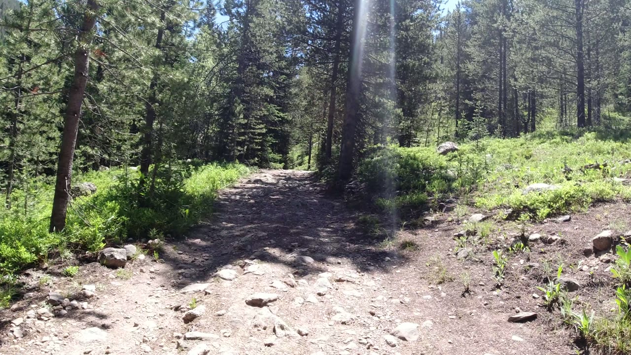 A small brown dog appears near the right side of a rocky forest trail in Winter Park, Colorado, surrounded by conifers, bright green plants, and no visible people.