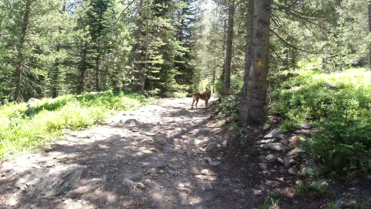 Brown dog on a sunlit rocky forest trail
