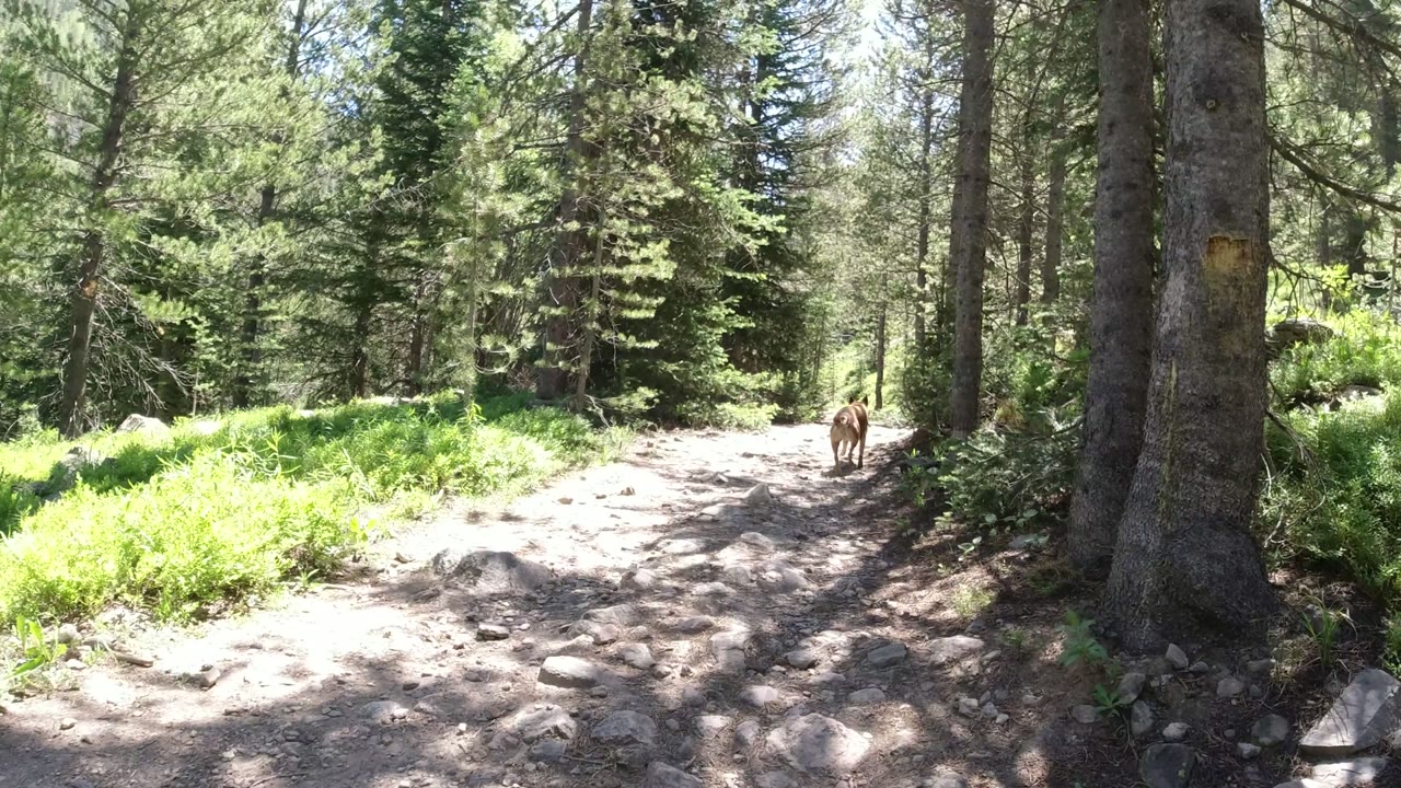 The dog appears farther down the rocky trail in Winter Park, Colorado, framed by tall conifers and bright green ground cover, with no visible people.