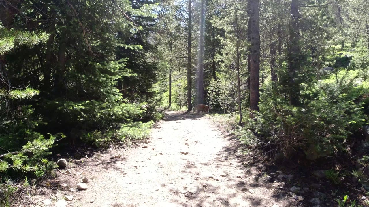 Sunny dirt path through conifer forest with no people visible.