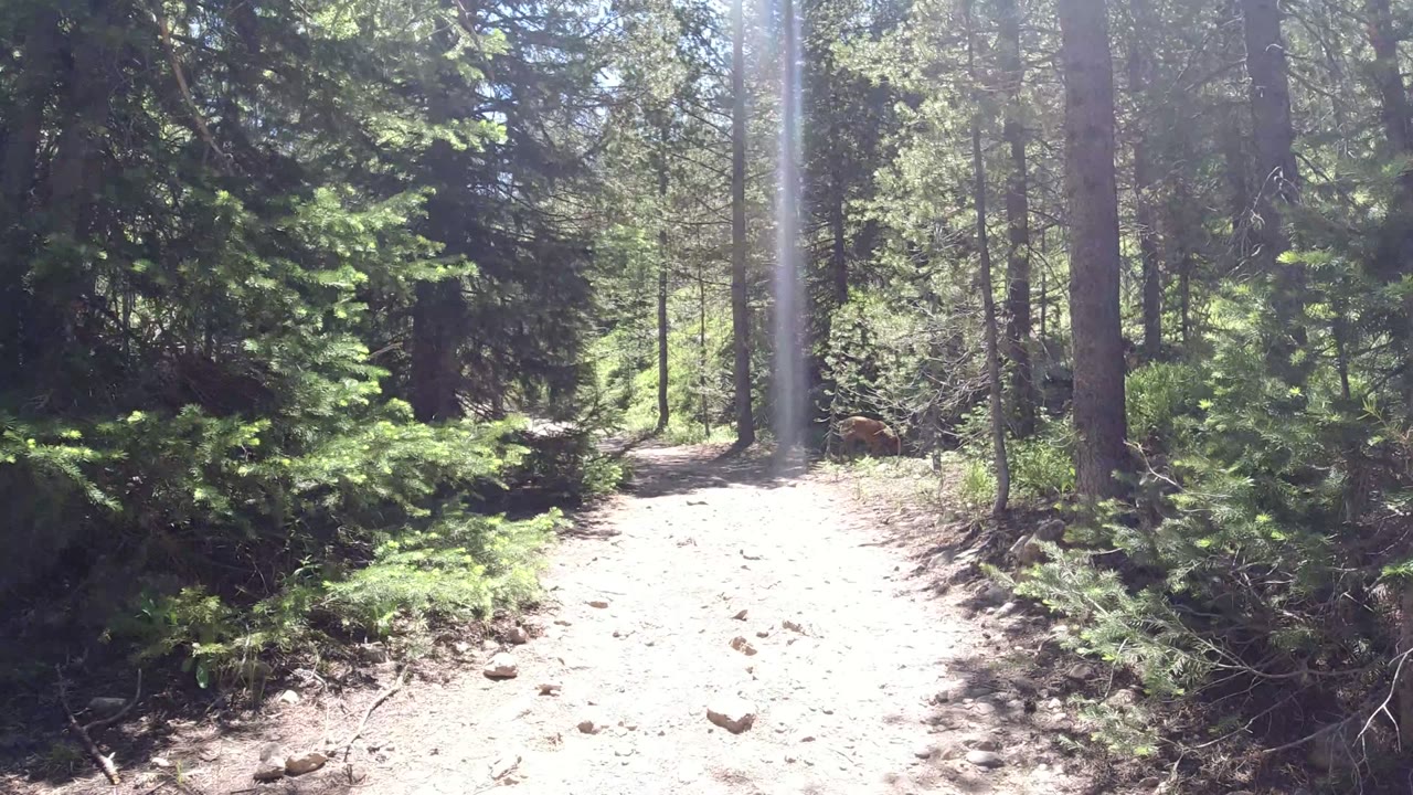 The trail continues through Winter Park, Colorado conifers, with a pale dirt surface, scattered rocks, strong sun patches, and no visible people.