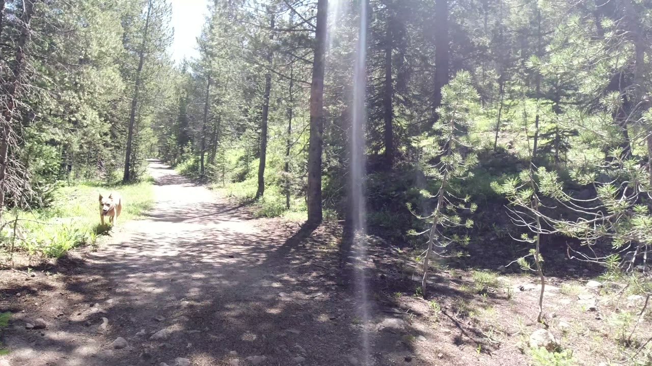 A sunny dirt trail in Winter Park, Colorado runs through tall evergreens, with a brown dog near the left side of the path and no visible people.