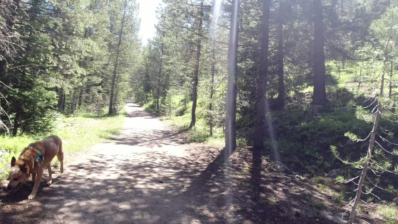 A brown dog stands close to the right side of the Winter Park, Colorado trail while tall evergreens and bright patches of sunlight fill the background, with no visible people.