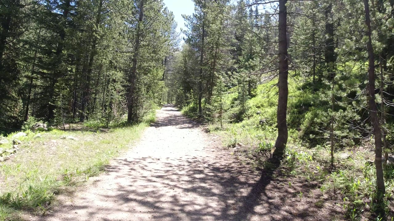 A dirt trail runs through pine trees and bright green shrubs in Winter Park, Colorado, with dappled sunlight and no visible people.